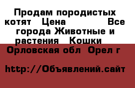 Продам породистых котят › Цена ­ 15 000 - Все города Животные и растения » Кошки   . Орловская обл.,Орел г.